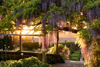 Wisteria by Matteo Carassale 